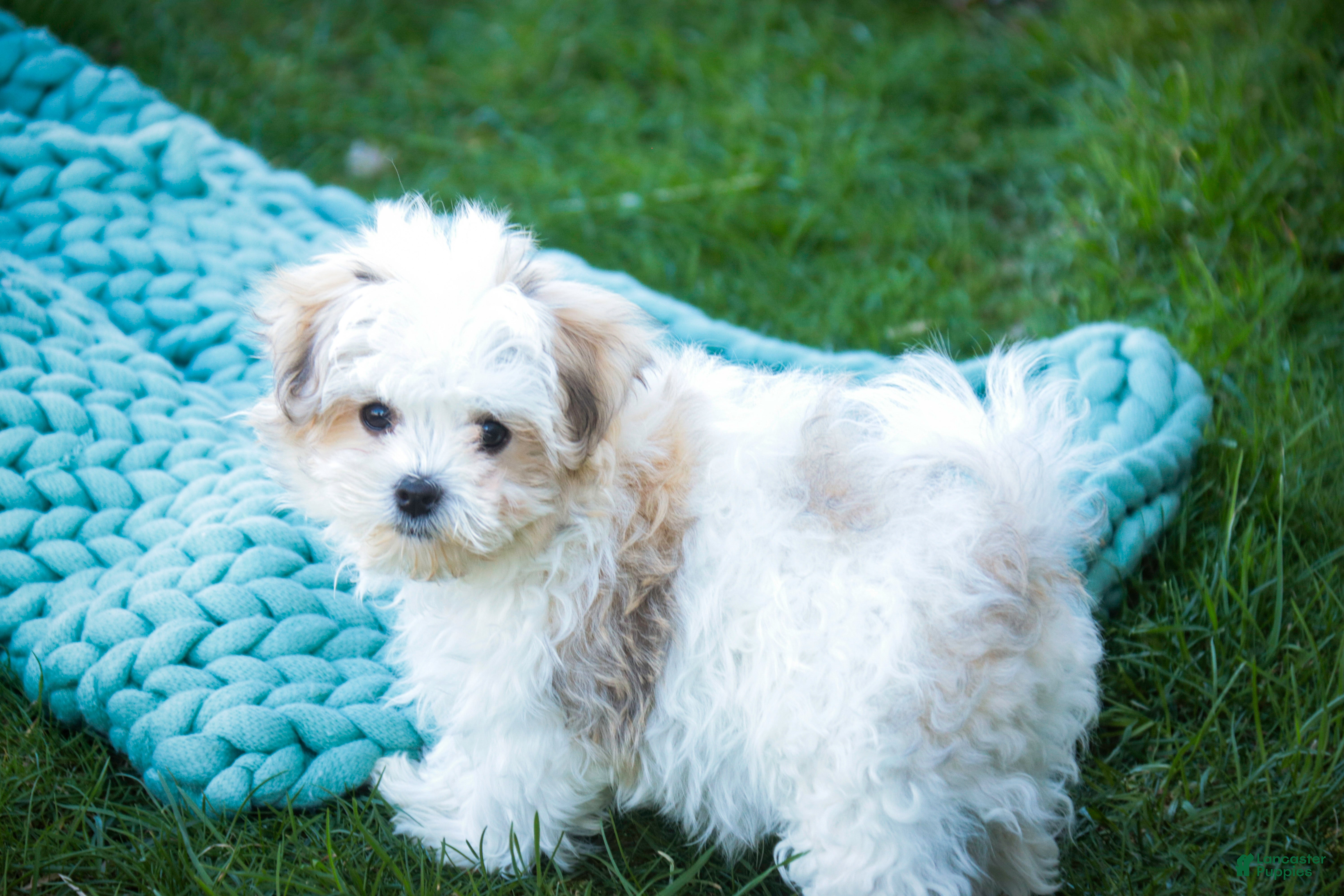 Havanese dogs Luca - Ad 1