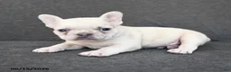 French Bulldog dogs for sale: Noah - Ad 3