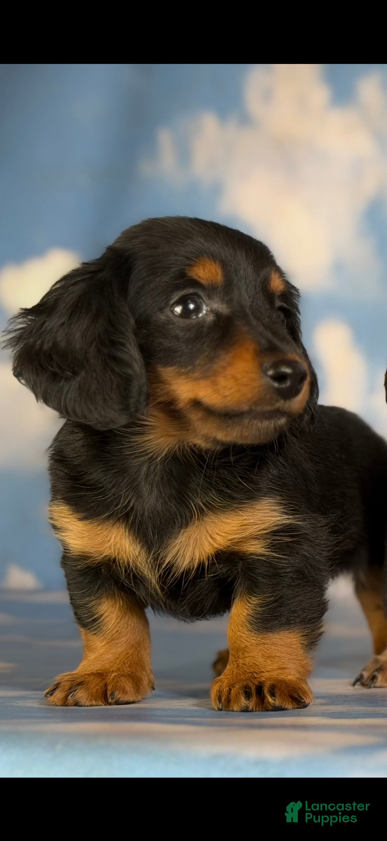 Miniature Dachshund dogs Jaxx-AKC Black & Tan LH-PRA Clear-DNA/OFA-Sire Prospect - Ad 2