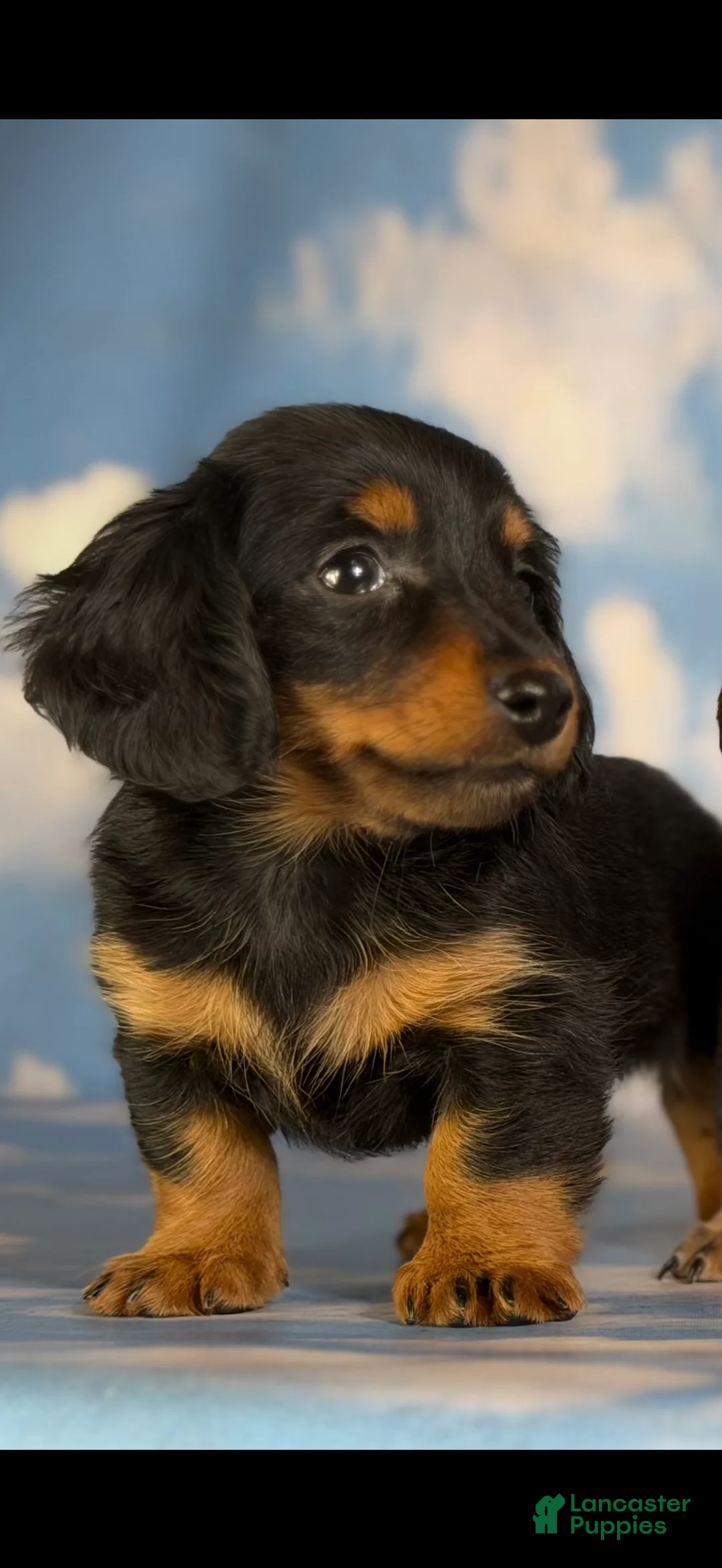 Miniature Dachshund dogs for sale: Jaxx-AKC Black & Tan LH-PRA Clear-DNA/OFA-Sire Prospect - Ad 2