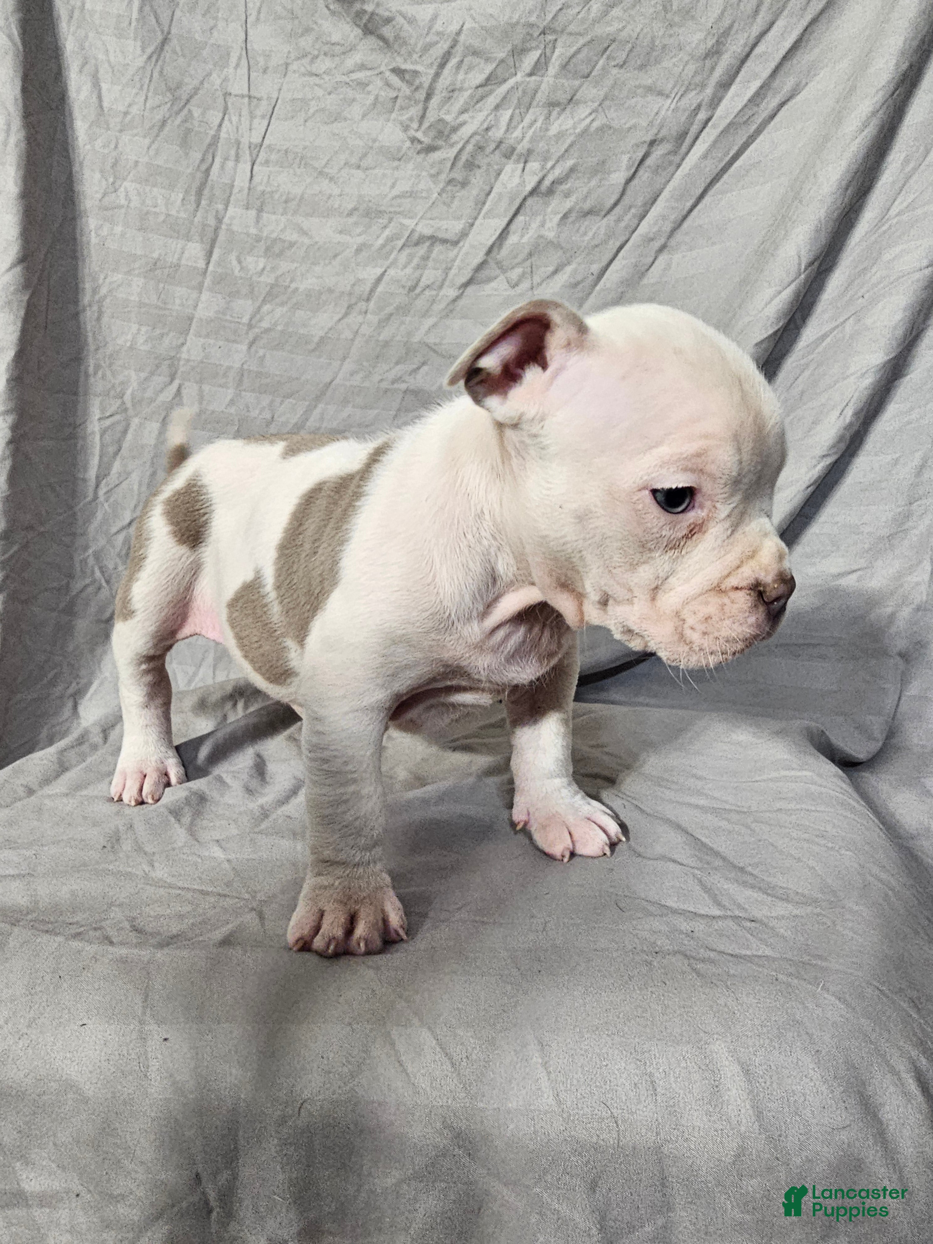 American Bully dogs Pip - Lilac Pied - Ad 15