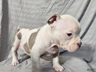 American Bully dogs Pip - Lilac Pied - Ad 33
