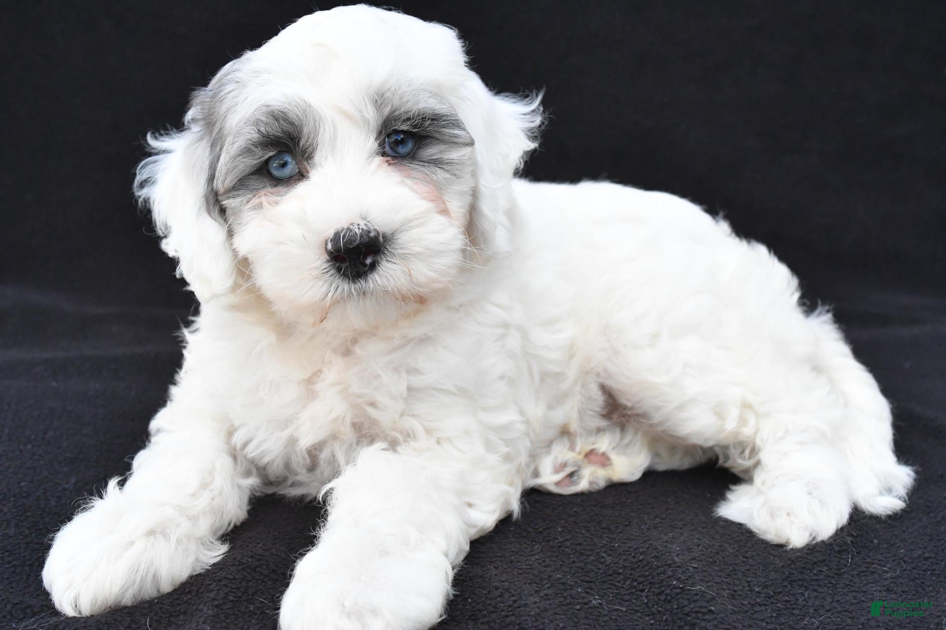 Mini Sheepadoodle dogs for sale: Cassidy - Ad 1
