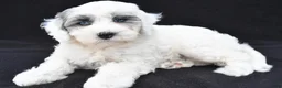 Mini Sheepadoodle dogs for sale: Cassidy - Ad 1