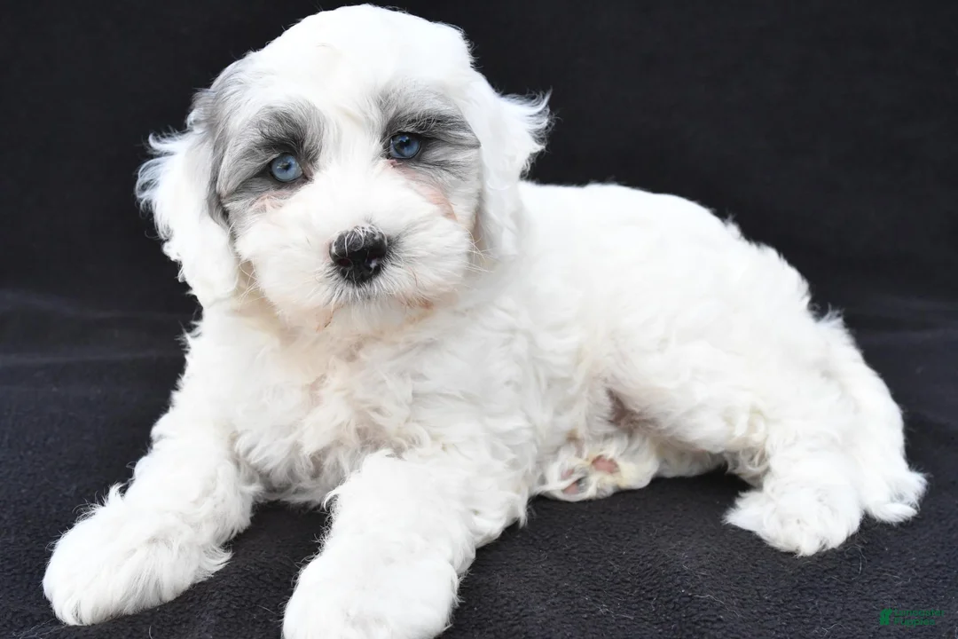Mini Sheepadoodle dogs for sale: Cassidy - Ad 1