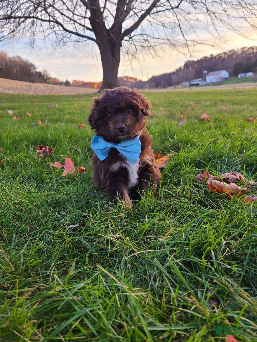 Aussiedoodle dogs for sale: Buddy - Ad 12