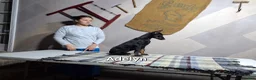 Doberman Pinscher dogs for sale: Adelyn - Ad 1