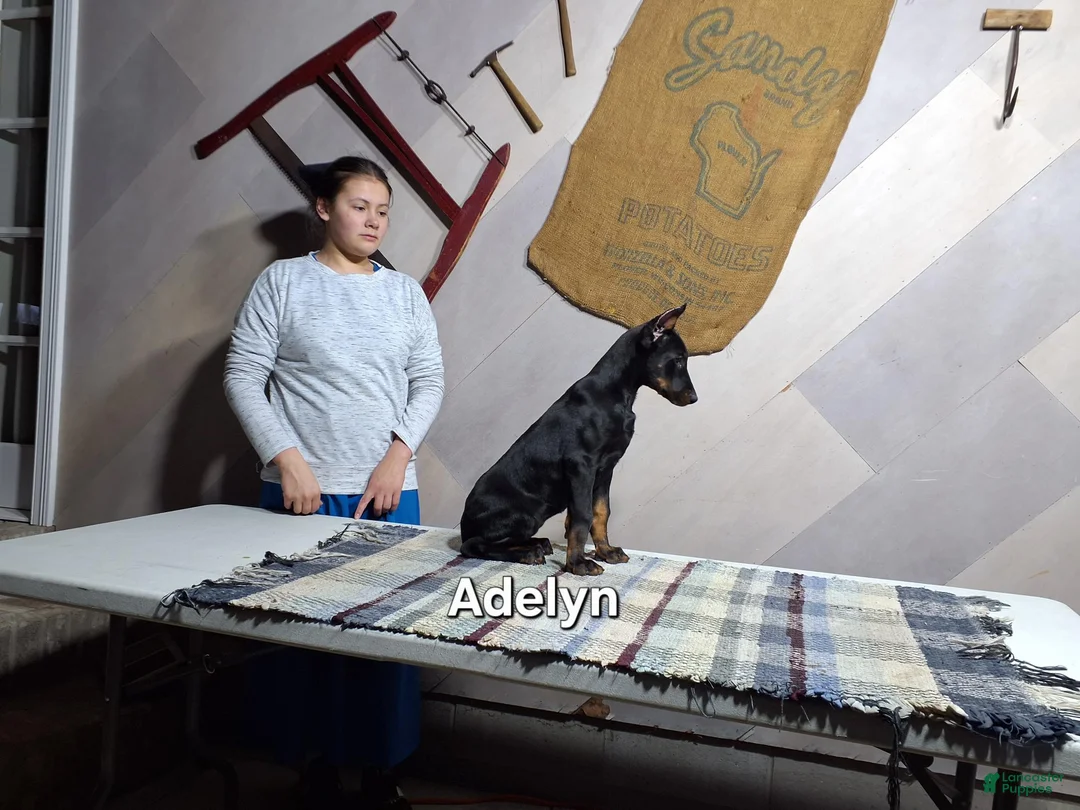 Doberman Pinscher dogs for sale: Adelyn - Ad 1