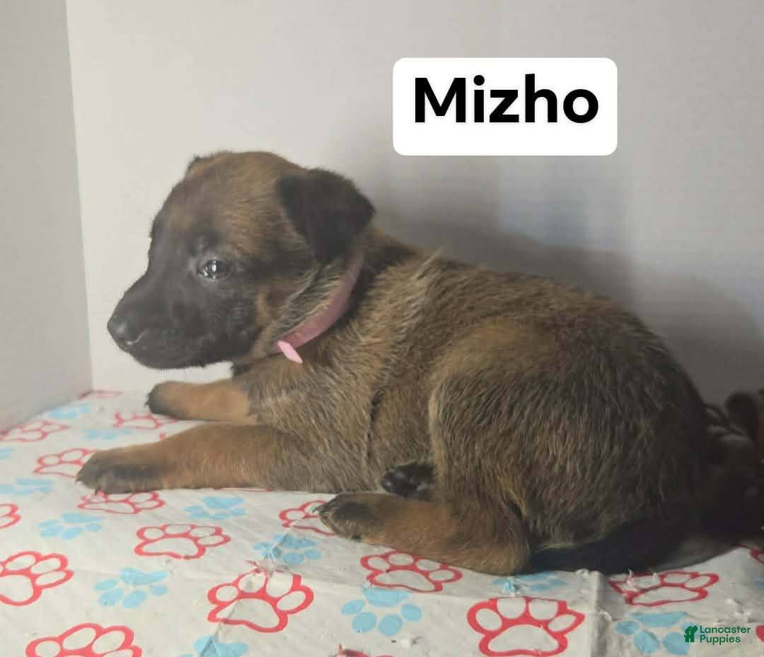 Belgian Malinois dogs Belgian Malinois Puppy 7 (Mizho) - Ad 21