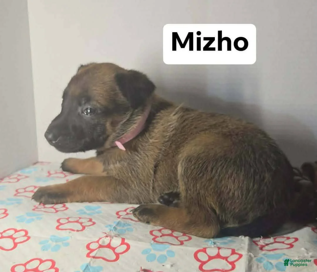 Belgian Malinois dogs for sale: Belgian Malinois Puppy 7 (Mizho) - Ad 1