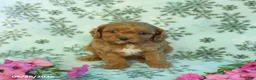 Cavapoo dogs for sale: Foxy - Ad 3