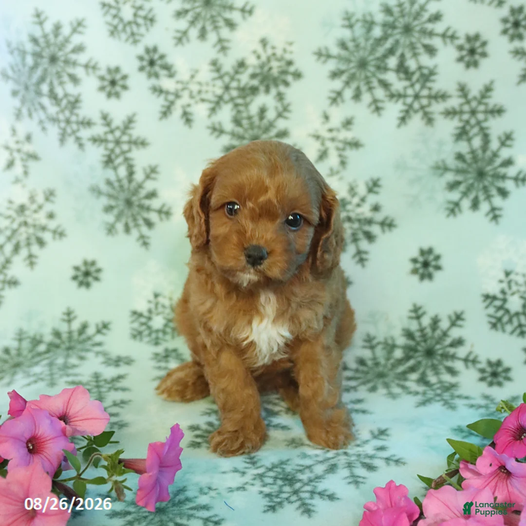 Cavapoo dogs for sale: Foxy - Ad 3