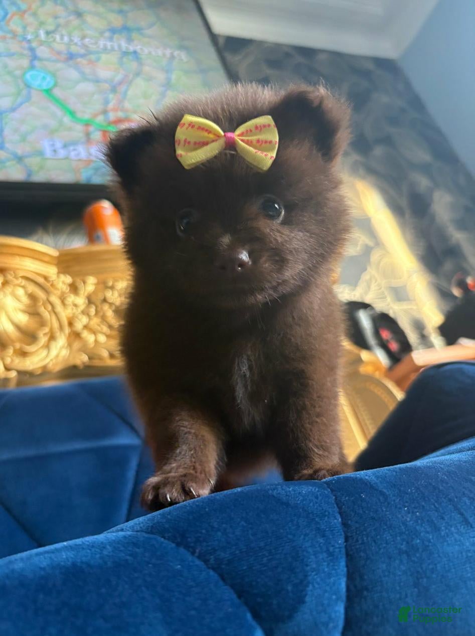 Pomeranian dogs Cindy - Ad 32