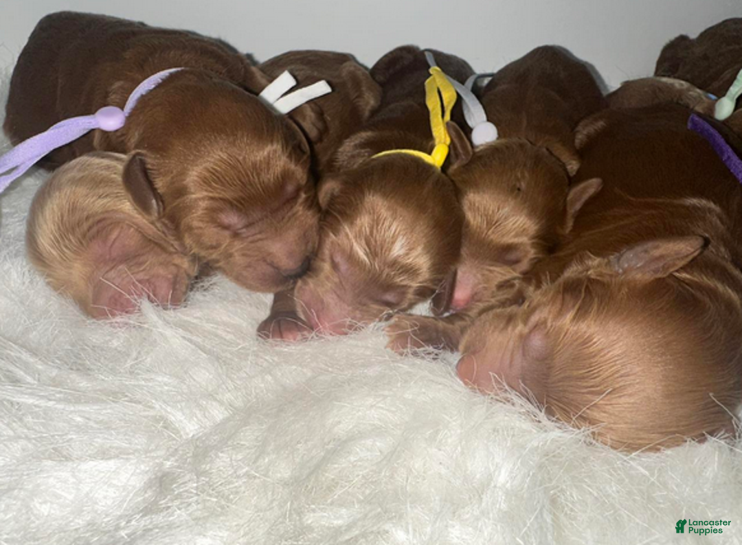 Goldendoodle dogs for sale: Girl 6 - Ad 3