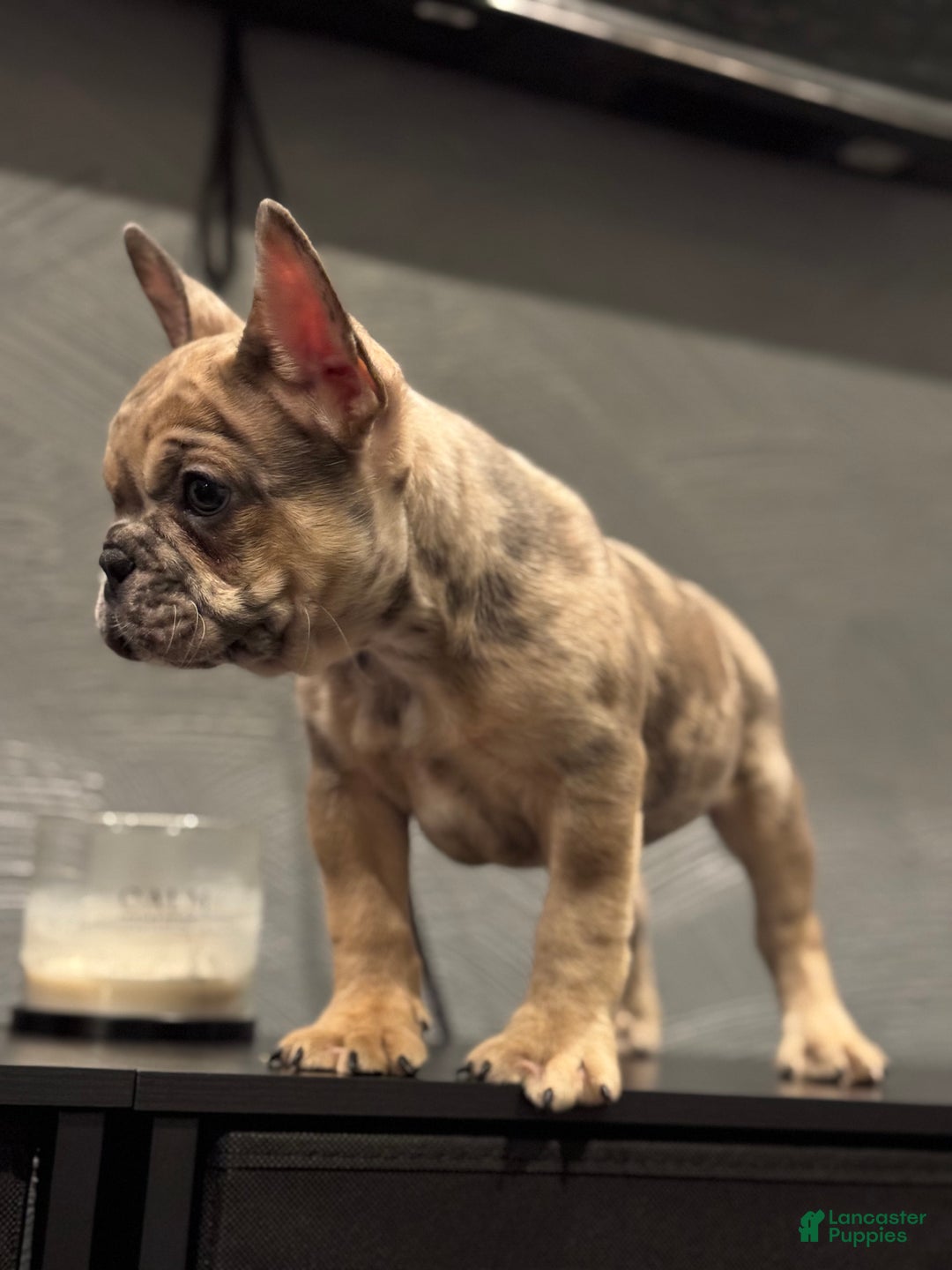 French Bulldog dogs for sale: French Bulldog Puppy 1 - Ad 5