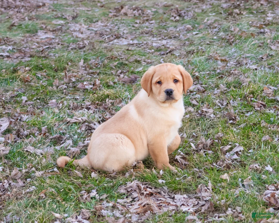 Labrador Retriever dogs for sale: Eggo - Ad 2