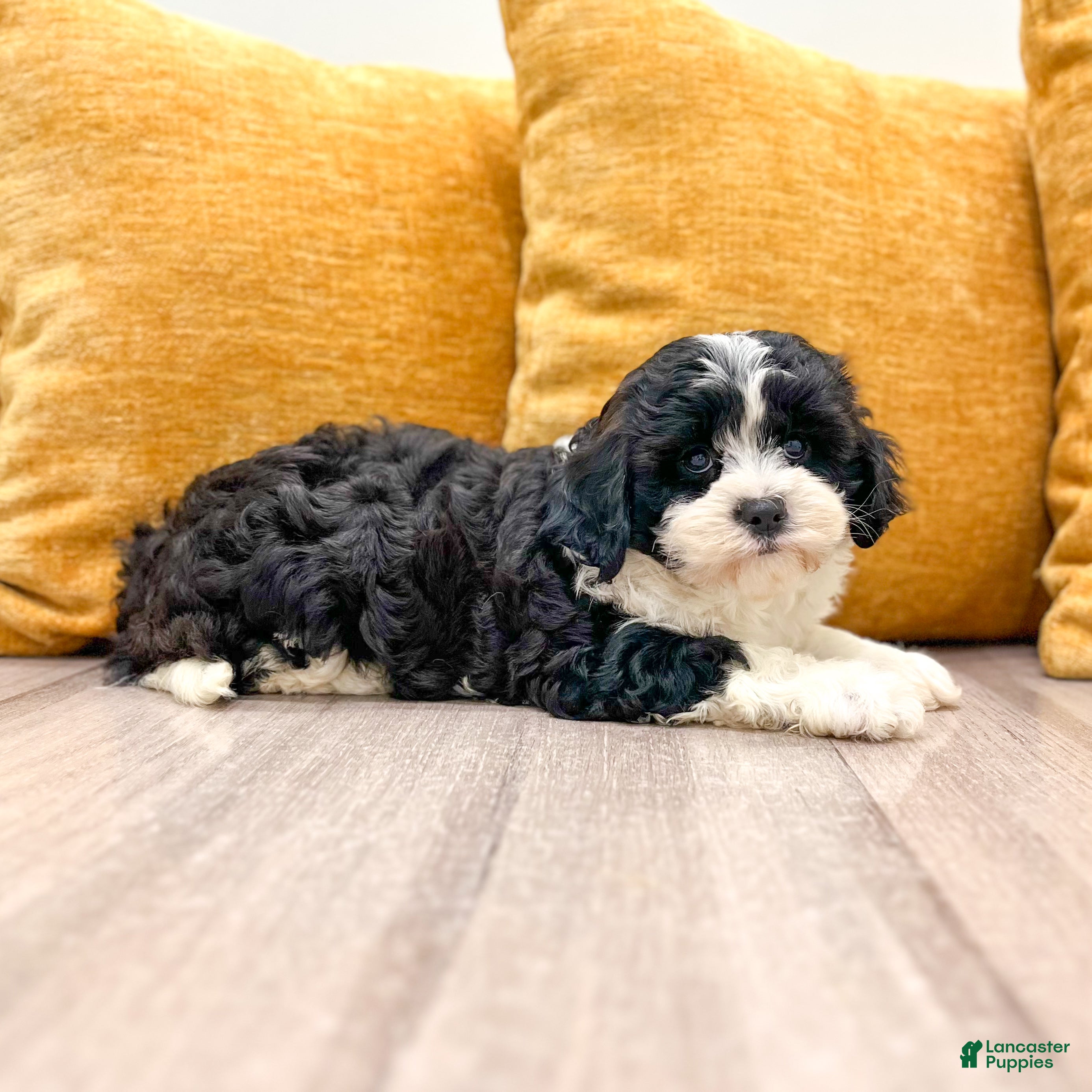Cavapoo dogs Olivia - Ad 2