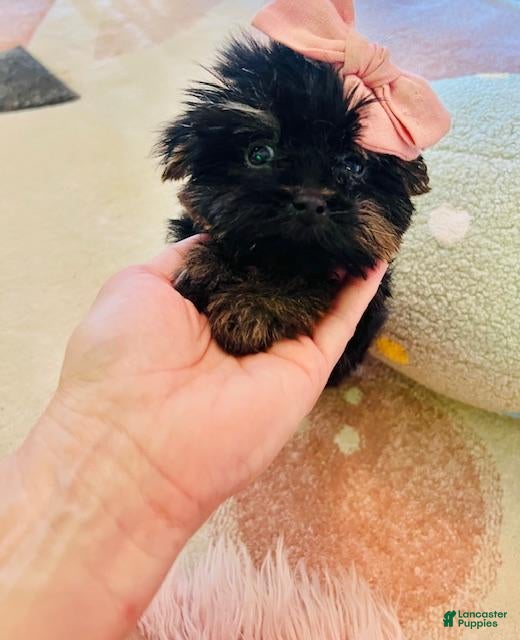 Yorkshire Terrier dogs Yorkshire Terrier Puppy 1 - Ad 16