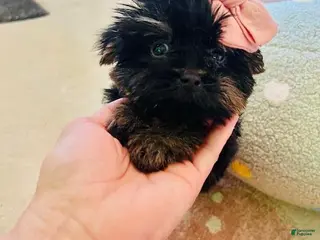 Yorkshire Terrier dogs Yorkshire Terrier Puppy 1 - Ad 16