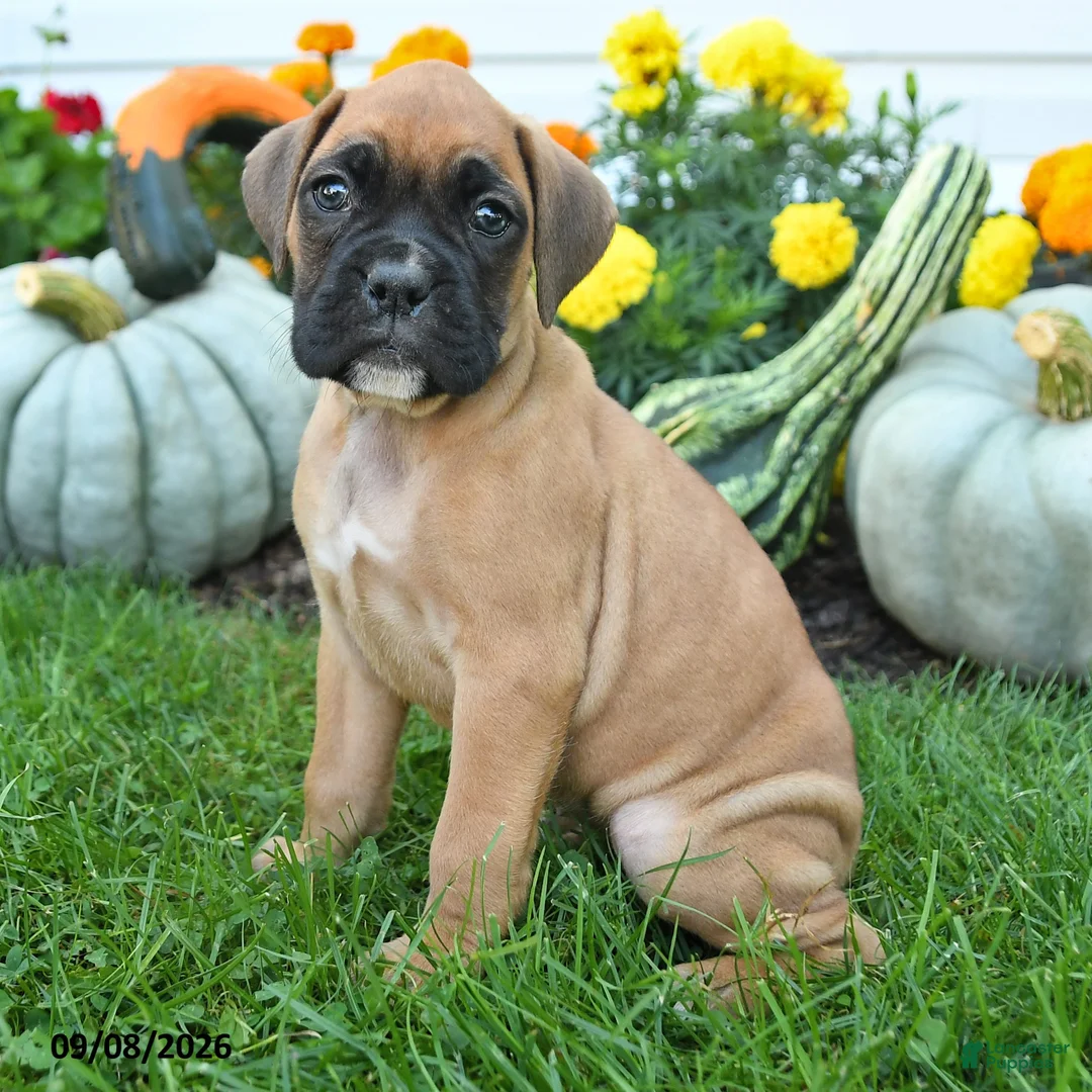 Boxer dogs for sale: London - Ad 3