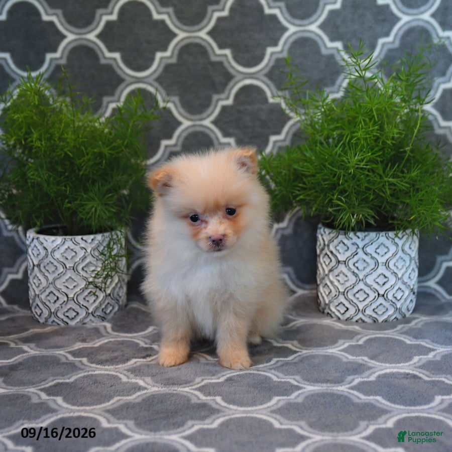 Pomeranian dogs Randy - Ad 2