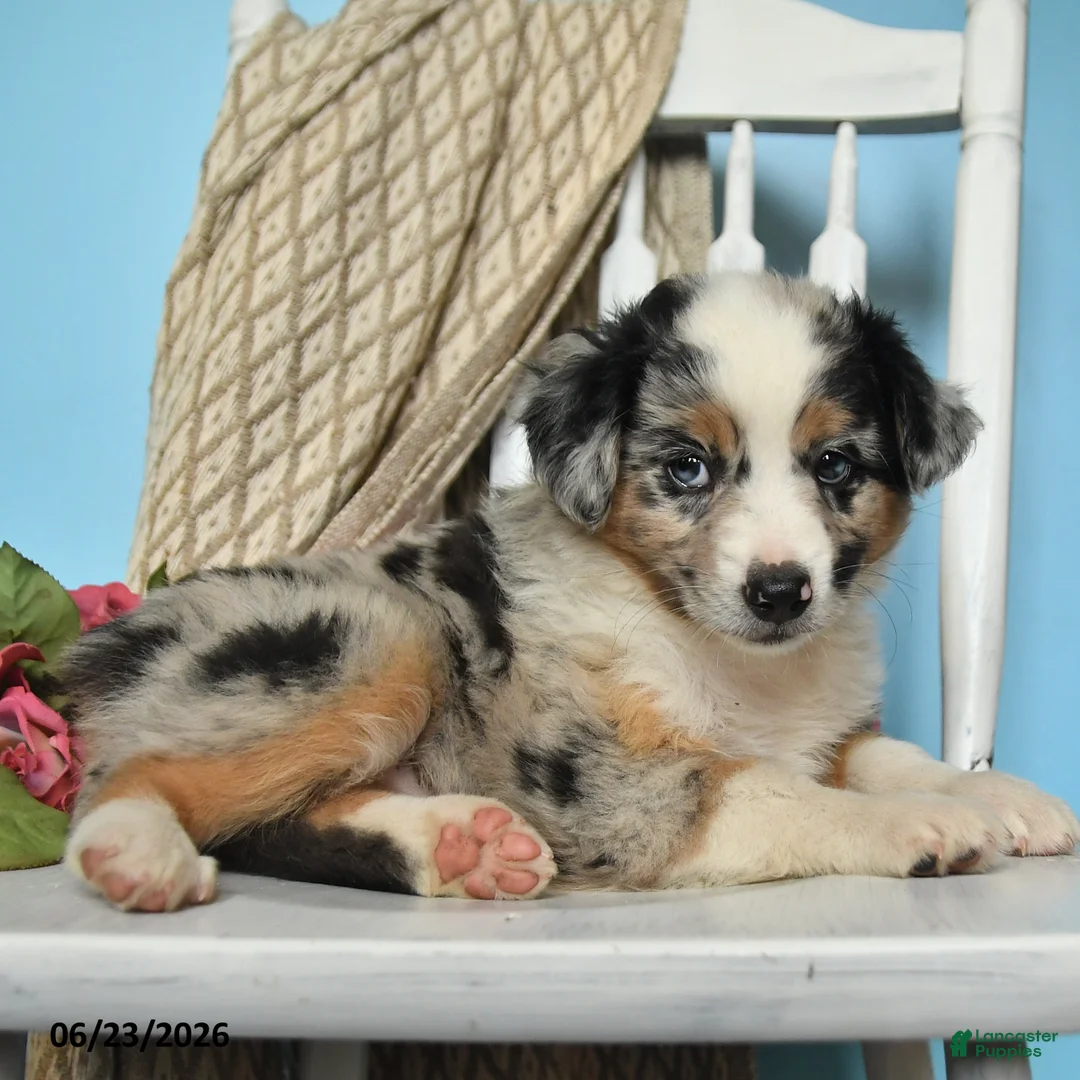 Miniature Australian Shepherd dogs for sale: Peace - Ad 2