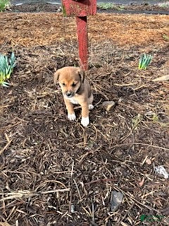 Mixed Breed dogs Susie - Ad 1