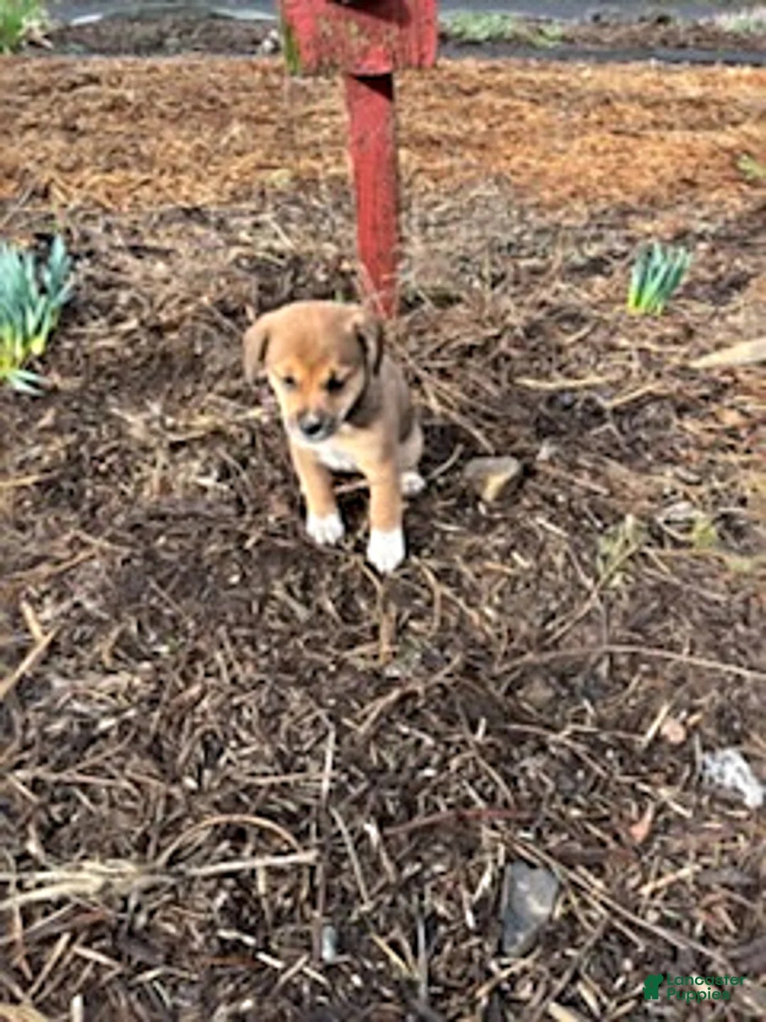 Mixed Breed dogs for sale: Susie - Ad 1