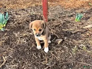 Mixed Breed dogs for sale: Susie - Ad 3