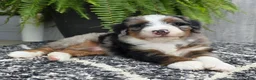 Mini Bernedoodle dogs for sale: Mini Tank - Ad 15