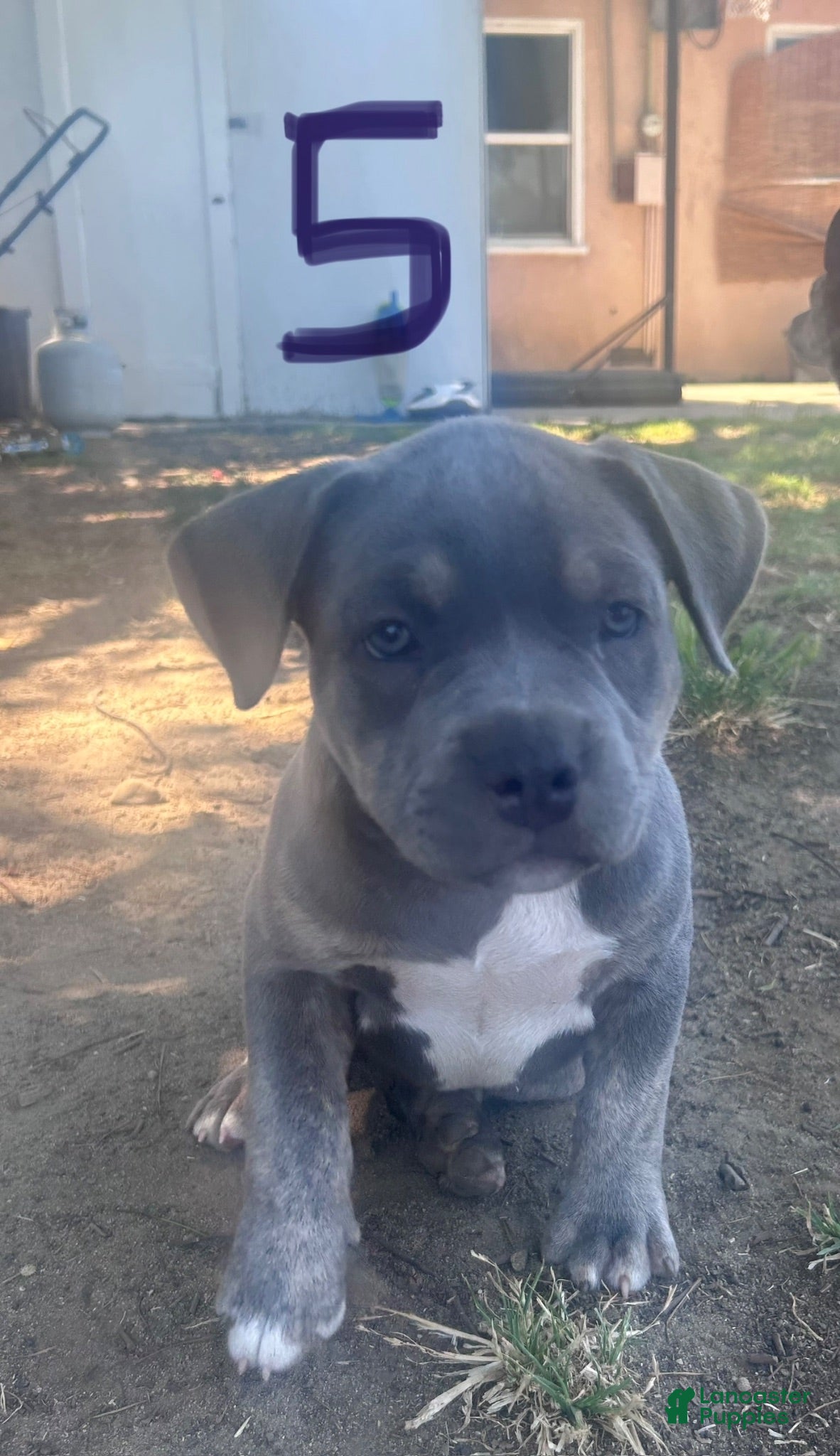 American Bully dogs American Bully 5 - Ad 16