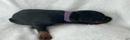 Doberman Pinscher dogs for sale: Red boy  - Ad 4