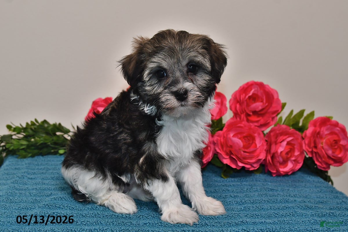Havanese dogs Chloe - Ad 2