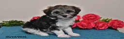 Havanese dogs for sale: Chloe - Ad 2