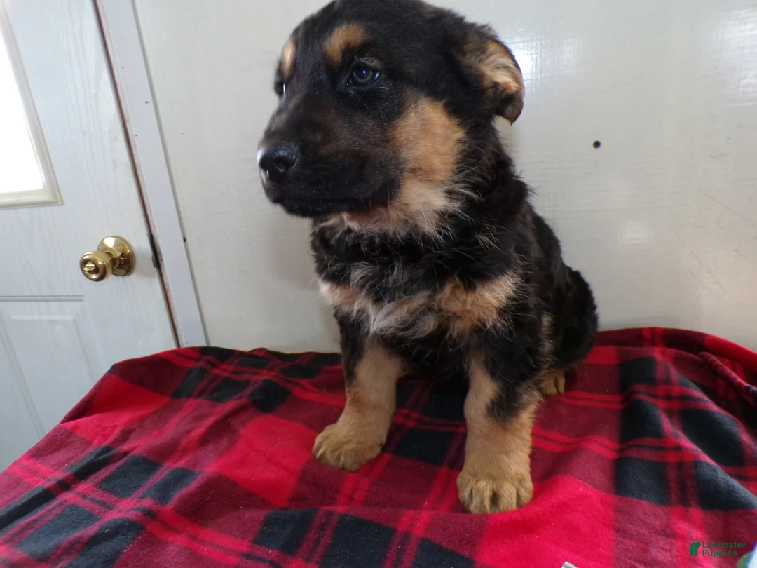 German Shepherd dogs for sale: German Shepherd Puppy 3 Moses - Ad 2