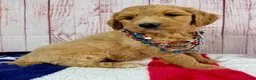 Goldendoodle dogs for sale: Ruby  - Ad 2