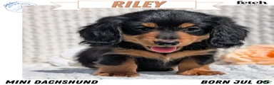 Riley