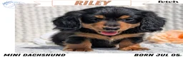 Miniature Dachshund dogs for sale: Riley - Ad 1