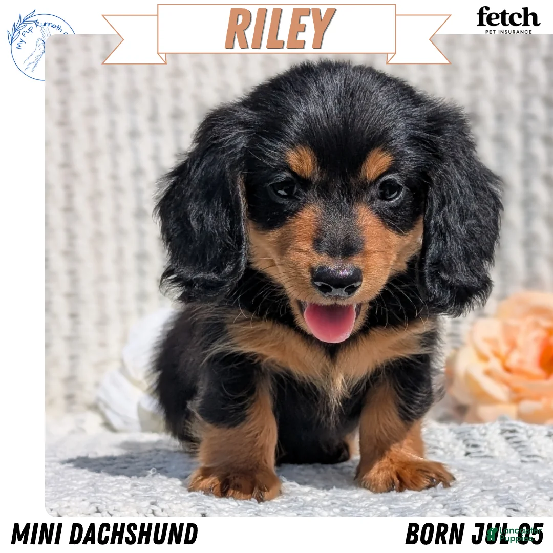 Miniature Dachshund dogs for sale: Riley - Ad 1