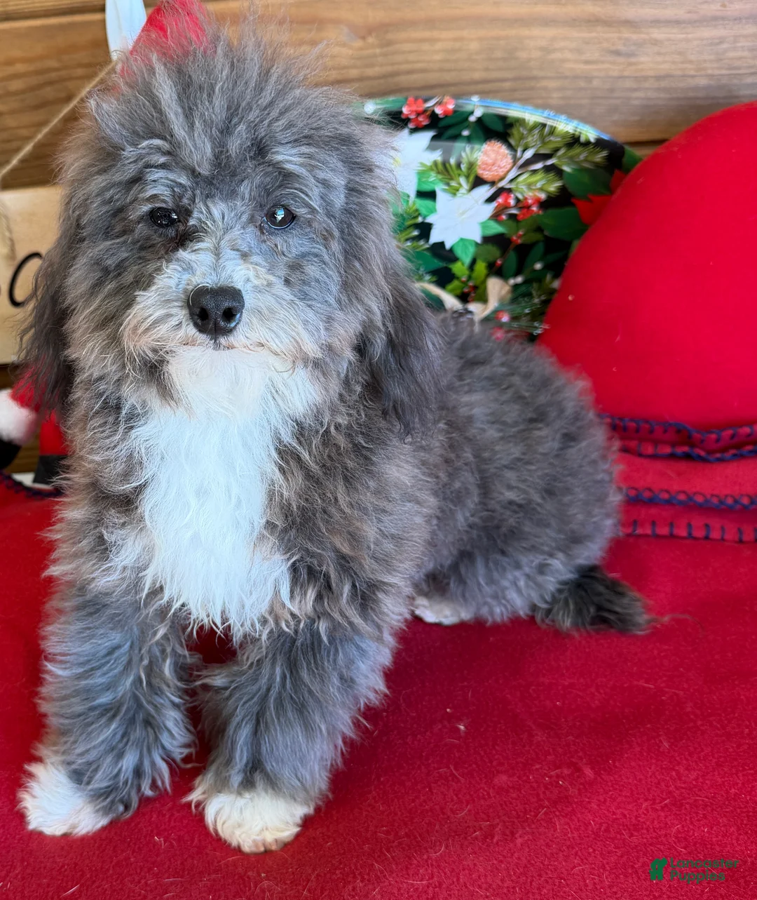 Maltipoo dogs for sale: Leo - Ad 2