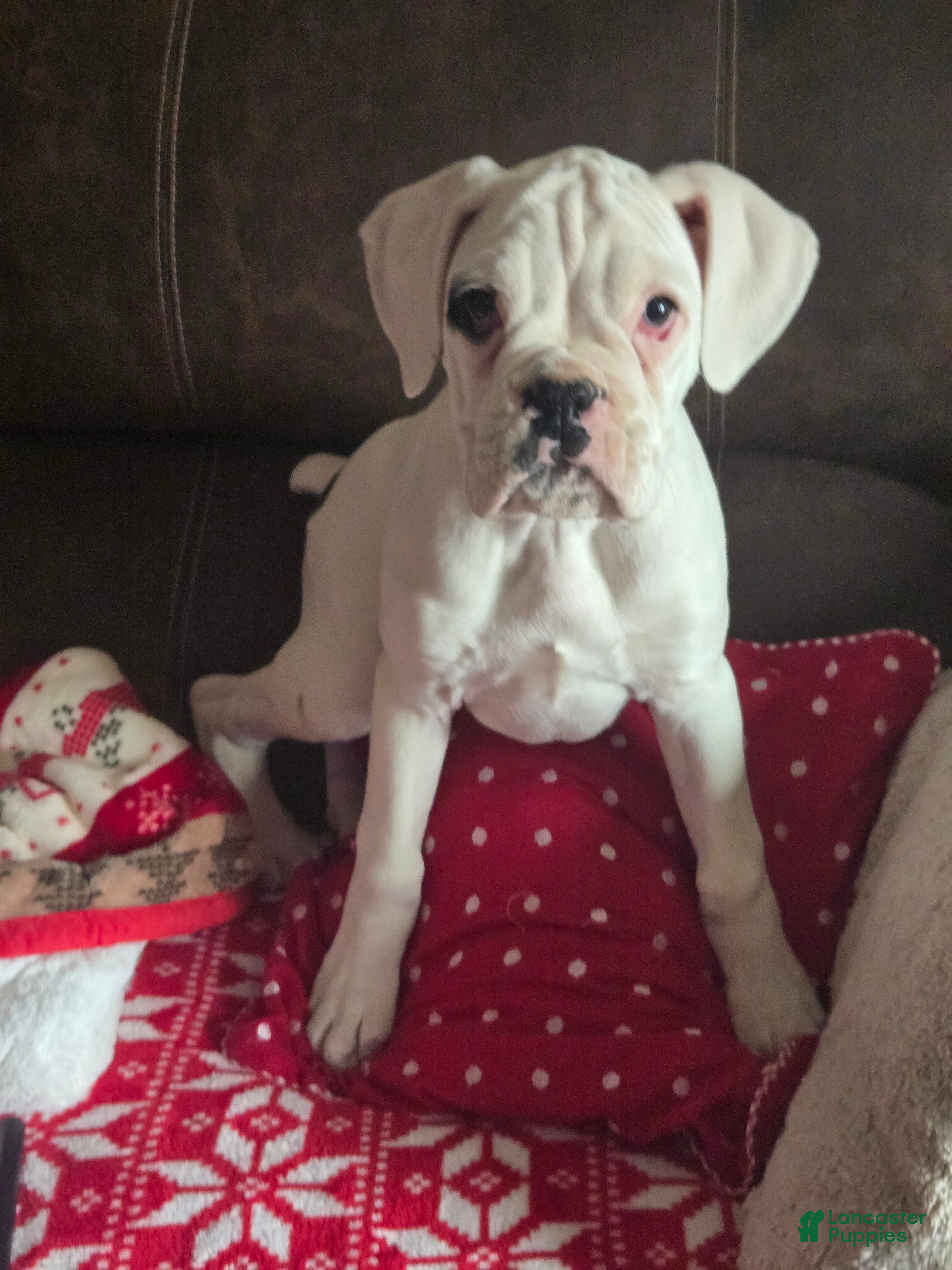 Boxer dogs Jack - Ad 5