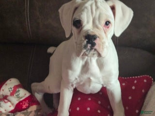 Boxer dogs Jack - Ad 7