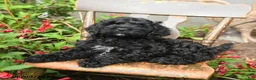 Cockapoo dogs for sale: Bella   - Ad 2