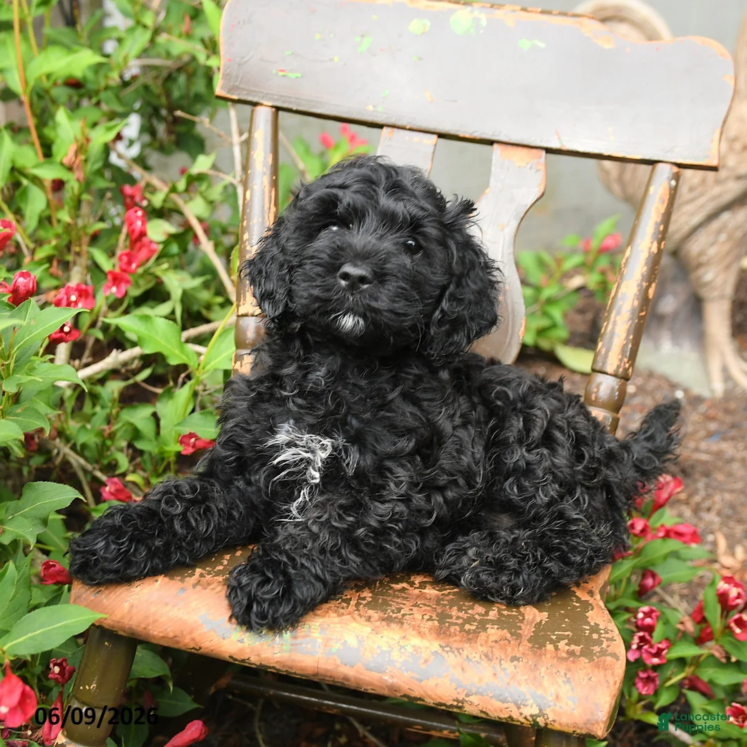 Cockapoo dogs for sale: Bella   - Ad 2