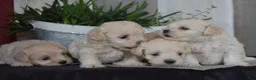 Maltipoo dogs for sale: Ralph - Ad 5