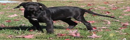 Great Dane dogs for sale: Great Dane Puppy 4 - Ad 3