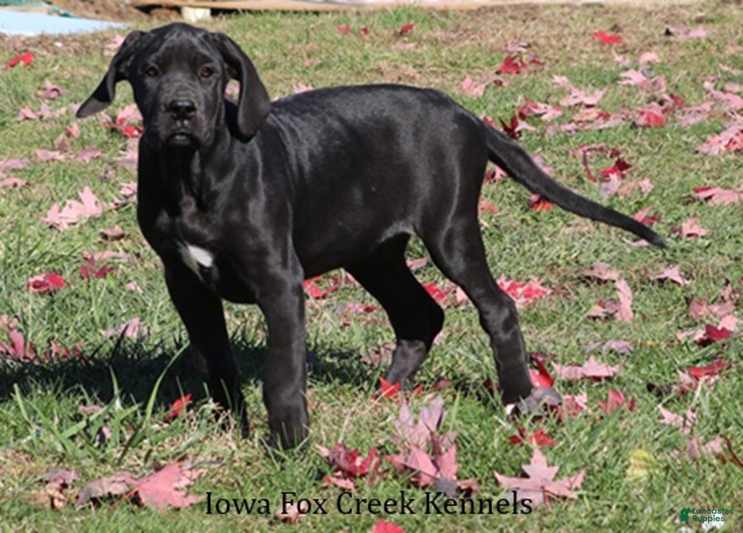 Great Dane dogs for sale: Great Dane Puppy 4 - Ad 3