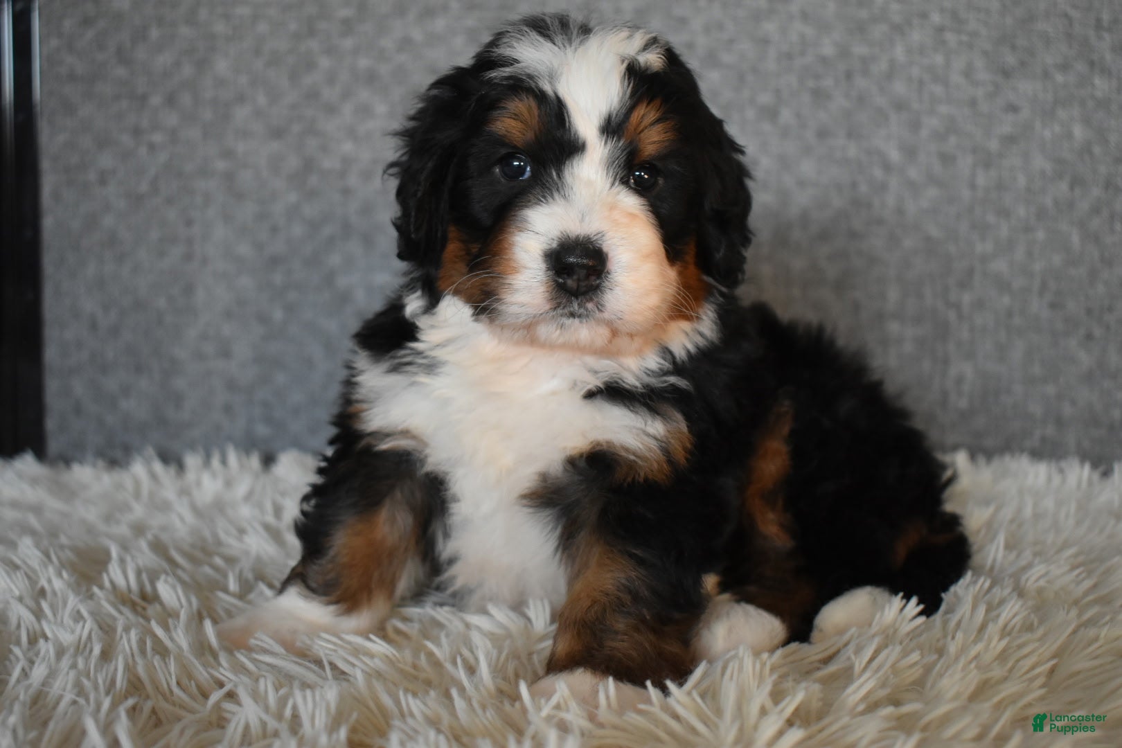 Mini Bernedoodle dogs Max - Ad 41