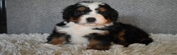 Mini Bernedoodle dogs for sale: Max - Ad 1