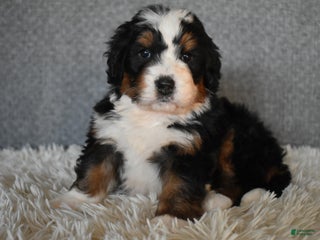 Mini Bernedoodle dogs Max - Ad 41